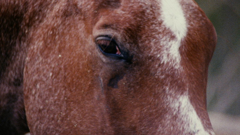 Imatge de Horse Language