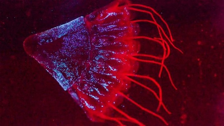 Still image for Deep Ocean season 1 episode 2: Lights in the Abyss Still image for Deep Ocean season 1 episode 2: Lights in the Abyss