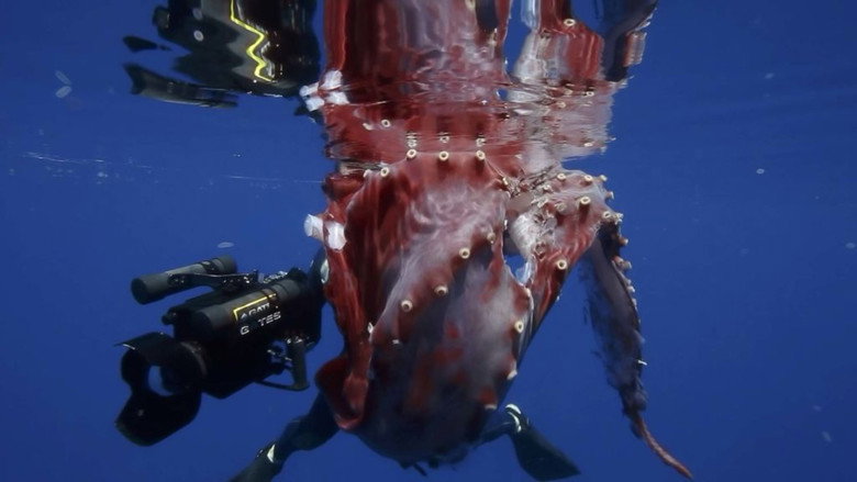 Hunt For The Giant Squid poster