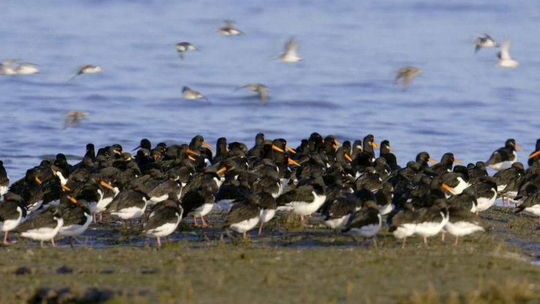 Still image for Wales: Land of the Wild season 1 episode 4: The Gathering Storm Still image for Wales: Land of the Wild season 1 episode 4: The Gathering Storm
