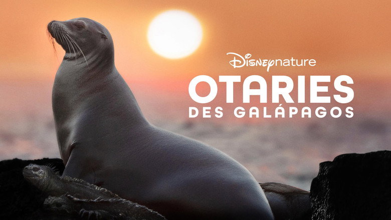 Otaries des Galápagos 9
