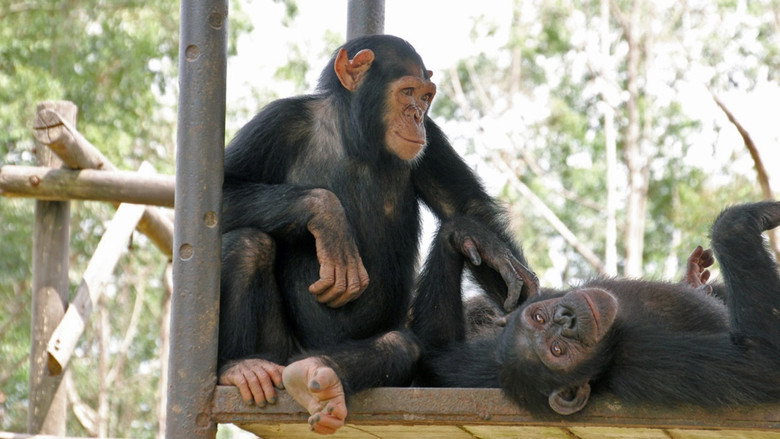 Imatge de Schimpansen im Kongo mit Jane Goodall
