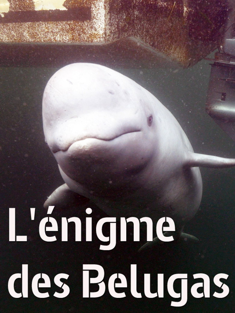 The Mystery of the Belugas poster