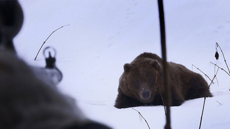 Bear in Sight