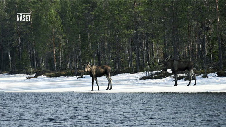 Still image for Den stora älgvandringen season 1 episode 11: Slow tv day 11