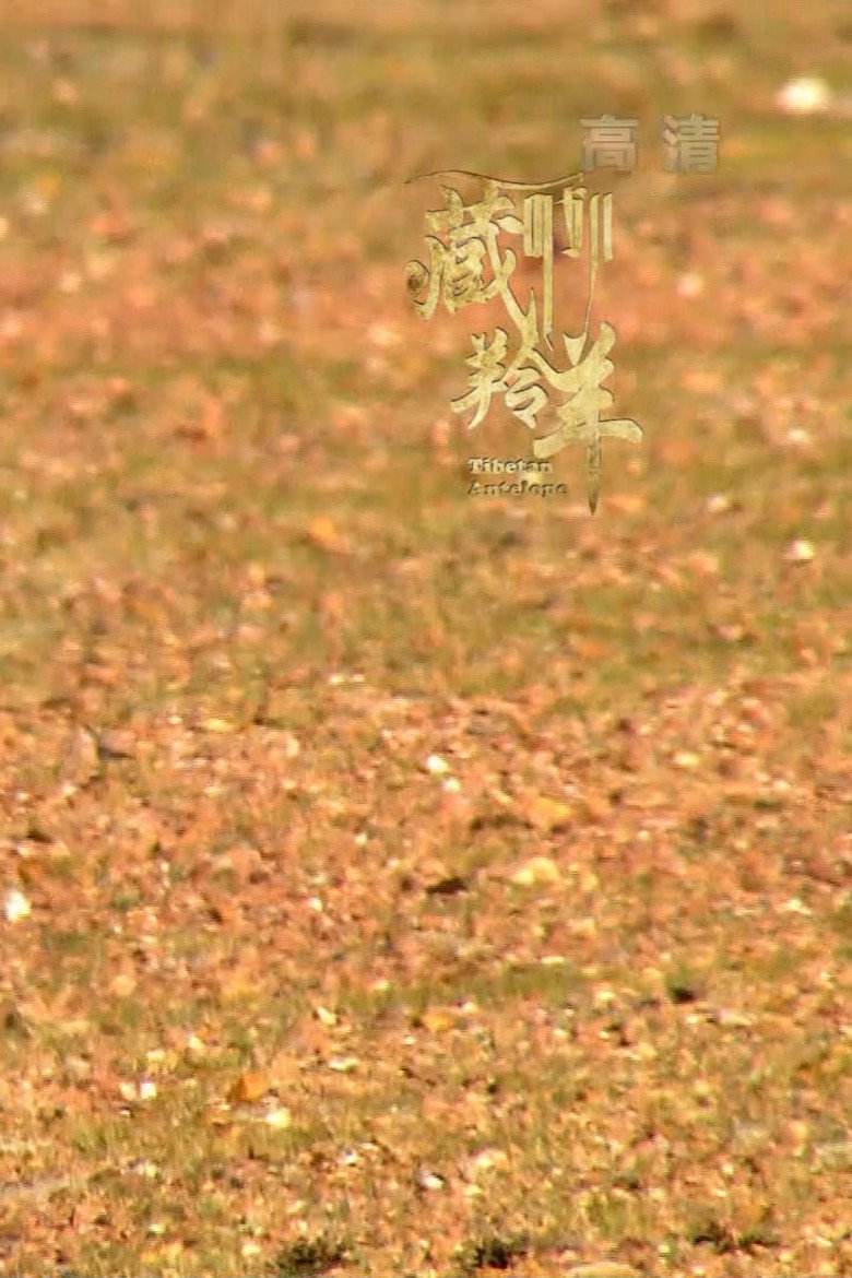 Tibetan Antelope background
