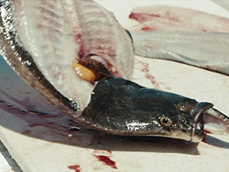 Still from The Killing Season - シーズン 1 エピソード 2
