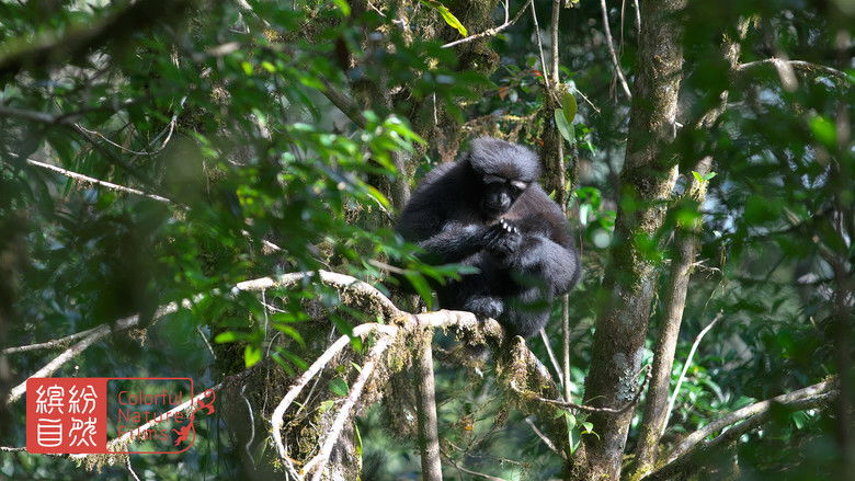 A Song for Love – An Ape with an App