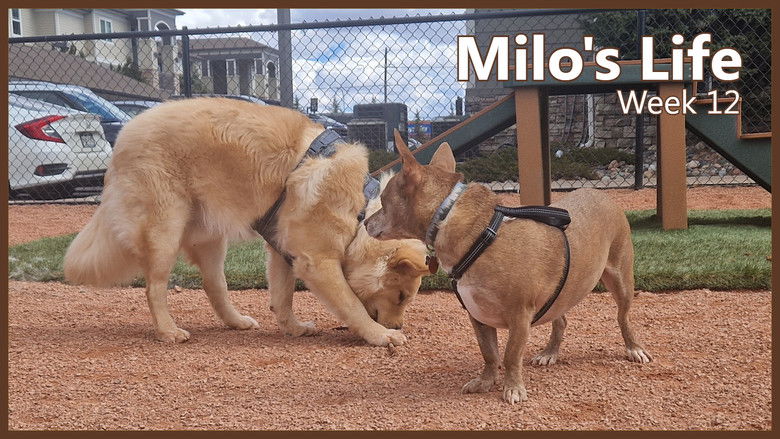 Still image for Milo's Life season 1 episode 12: Play date with Flappy | Week 12 Still image for Milo's Life season 1 episode 12: Play date with Flappy | Week 12