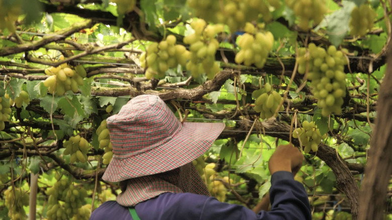 Sweet Citrus Harvest