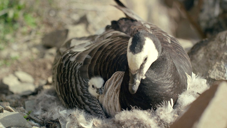 Still from Hostile Planet - Season 1 Episode 1