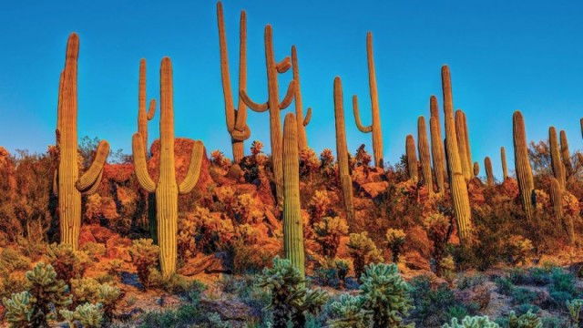 Still image for The National Geographic Guide to Birding in North America season 1 episode 5: Habitat and Season as Birding Tools