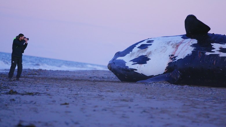 Last of the Right Whales main backdrop