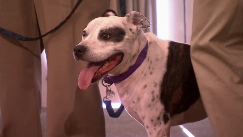 Still image for Pit Bulls and Parolees season 1 episode 5: On the Run