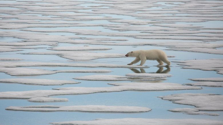 National Geographic : Le Royaume de l'ours polaire movie poster