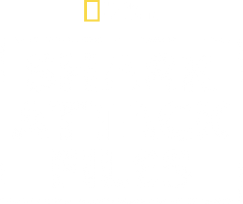 Shark Attack Files