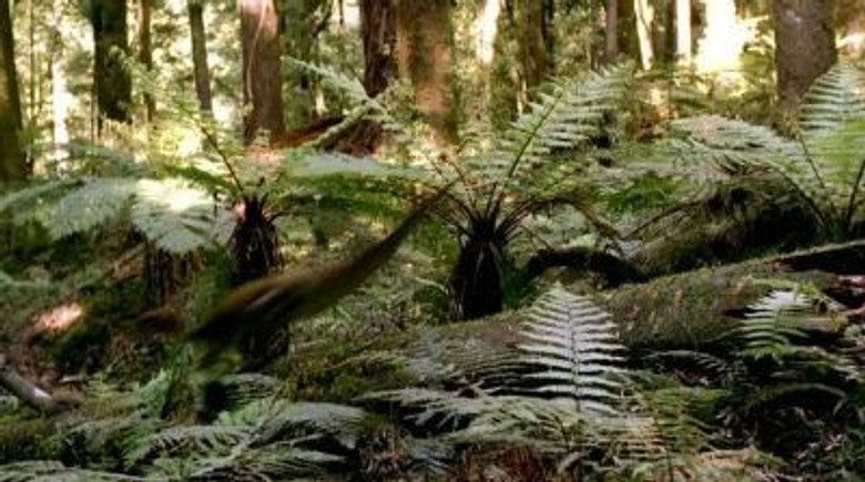 Still from Walking with Dinosaurs - ซีซัน 1 ตอน 5
