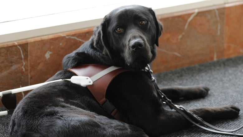 Still image for Pick of the Litter season 1 episode 2: Off to Puppy College Still image for Pick of the Litter season 1 episode 2: Off to Puppy College