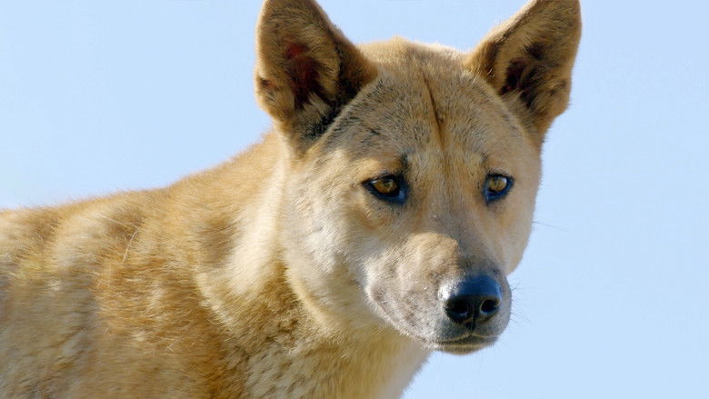 Still image for Secrets of Wild Australia season 1 episode 2: The Dingo Still image for Secrets of Wild Australia season 1 episode 2: The Dingo