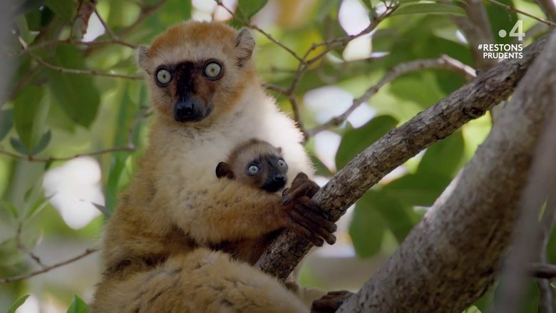 Primates: The Strength of the Clan backdrop