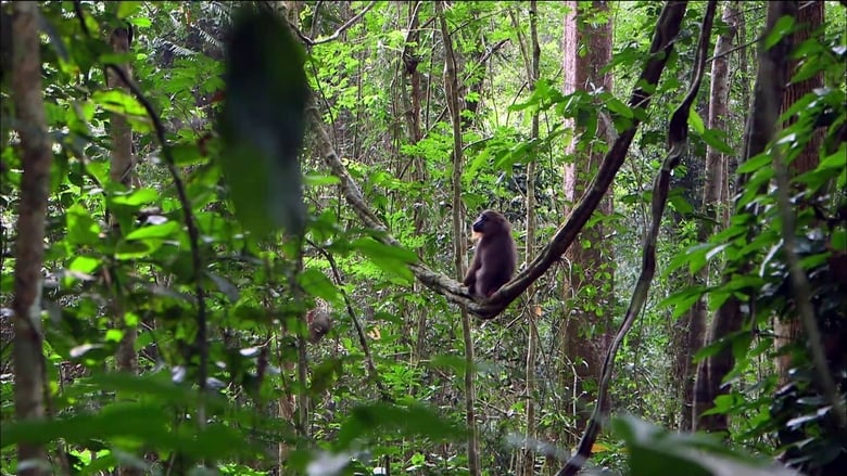 Mandrills : le paradis retrouvé movie poster