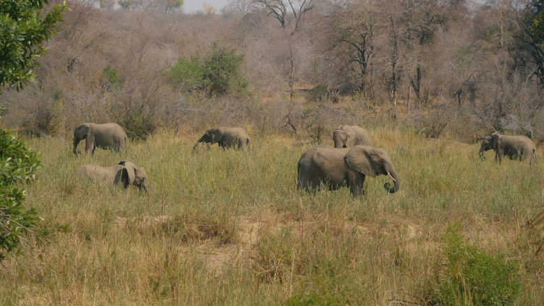 Image d'arrière-plan 5 du film Elephant in the Room