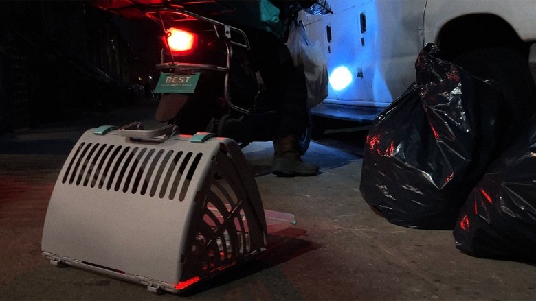 New York Cat Crisis (1970)