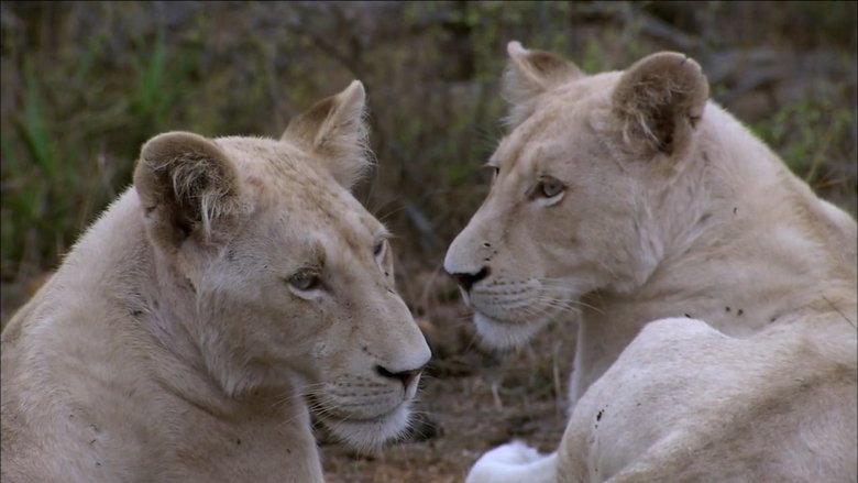 The White Lions (2012)
