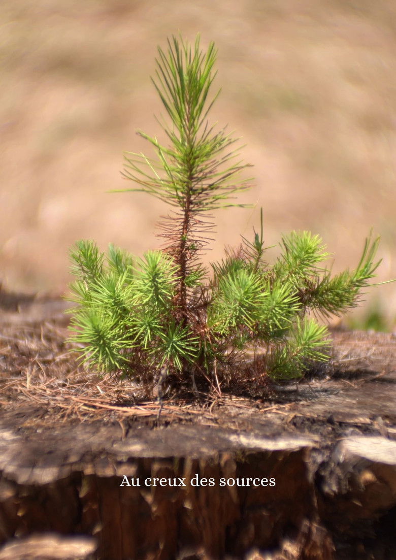 Imatge de Au creux des sources