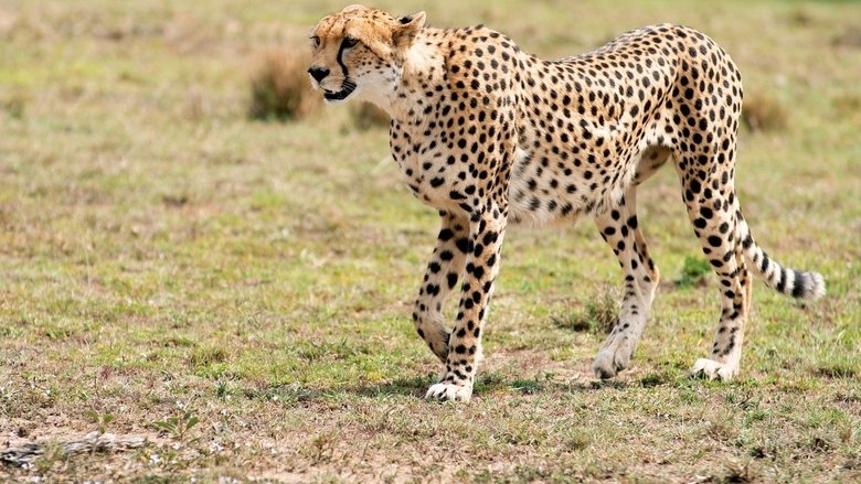 Still image for Chasing the Rains season 1 episode 2: Blood and Dust Still image for Chasing the Rains season 1 episode 2: Blood and Dust