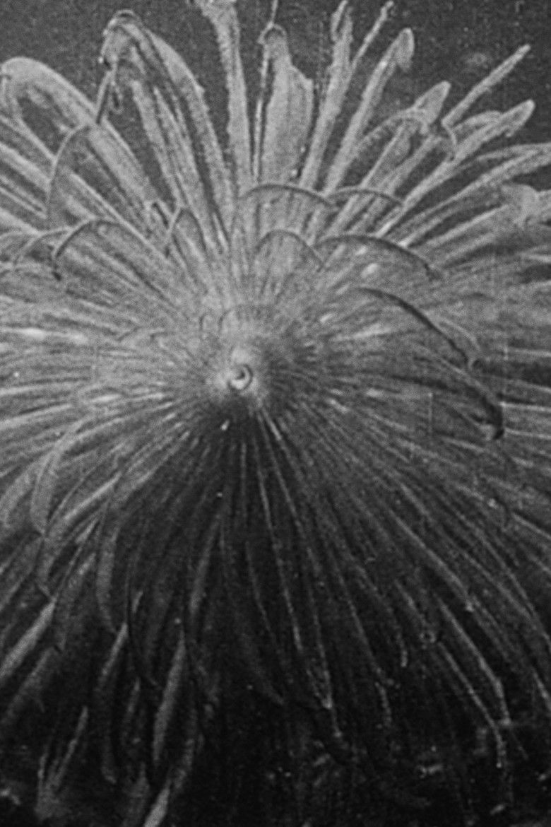 Imatge de Hyas et stenorinques