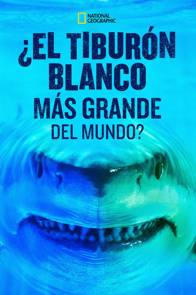 World's Biggest Great White?