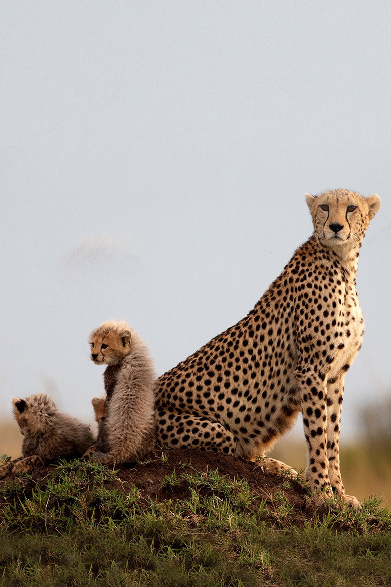 Imatge de Growing Up Wild