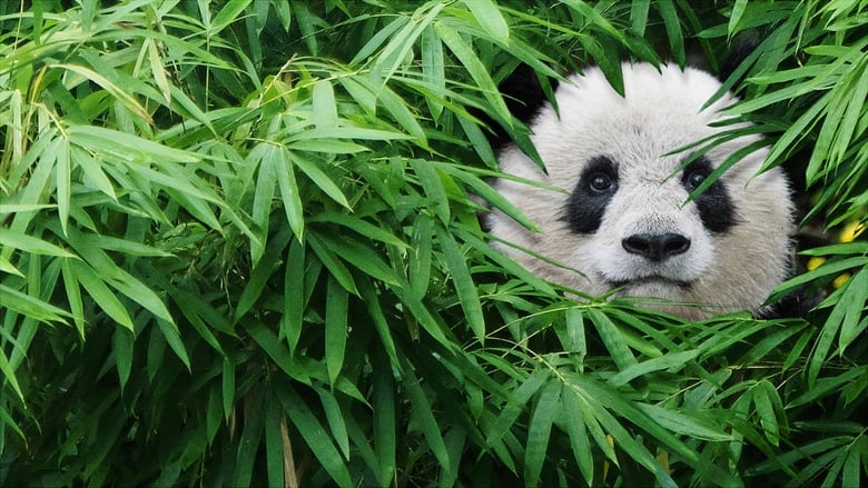 Pandas poster player watch Pandas now