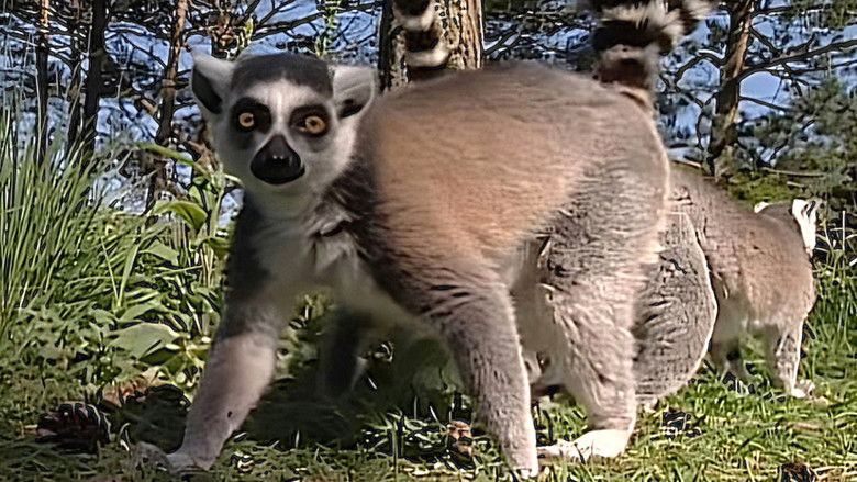 Still image for Monkey Business season 1 episode 5: Episode 5 Still image for Monkey Business season 1 episode 5: Episode 5