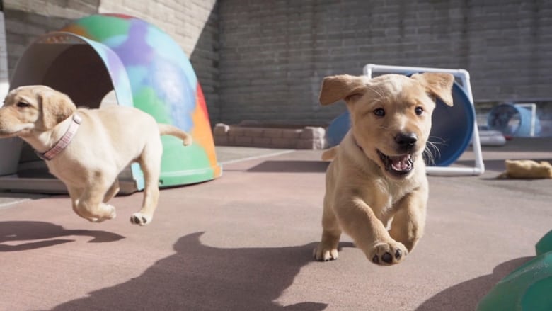 Still image for Pick of the Litter season 1 episode 1: Meet the Dogs Still image for Pick of the Litter season 1 episode 1: Meet the Dogs