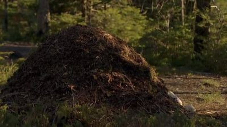 Still from Walking with Dinosaurs - Season 1 Episode 6