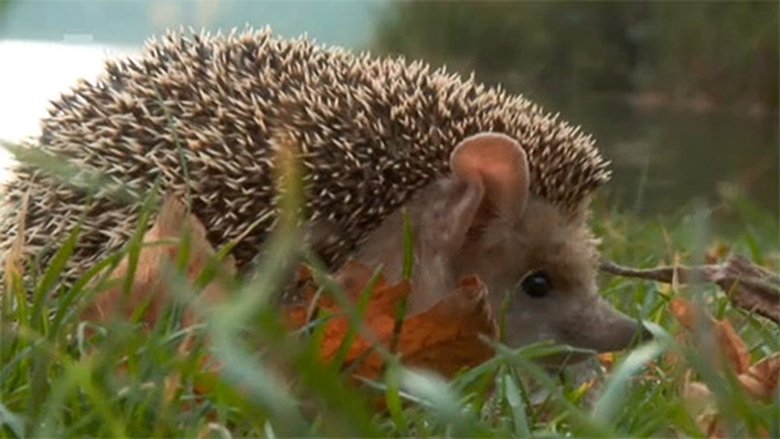 Podivuhodná cesta ježka Aladina Sezóna 1 Epizoda 9 bombuj