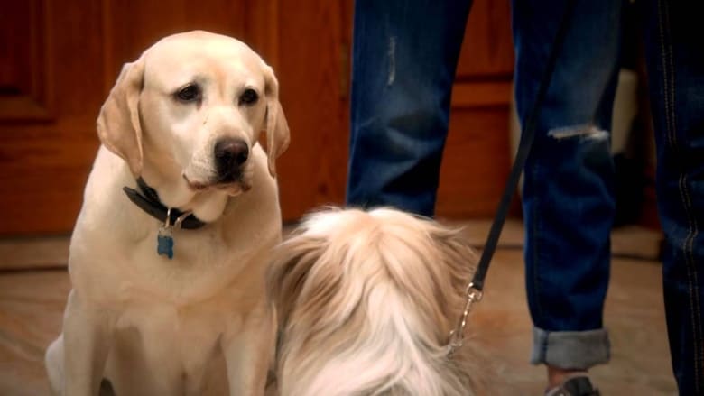 Le chien qui a sauvé Pâques