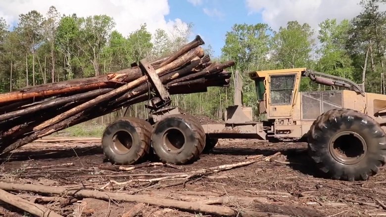 Swamp Loggers backdrop