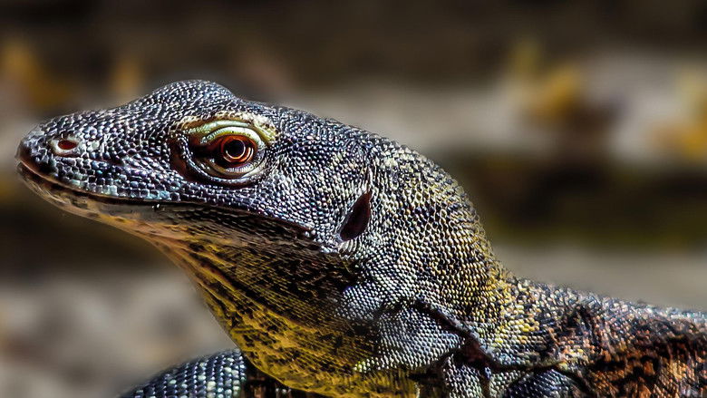 Still image for Asia's Wild Secrets season 1 episode 3: Mountain Survivors