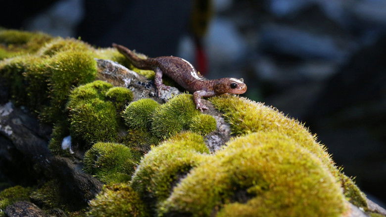 Image d'arrière-plan 2 du film 山椒魚來了