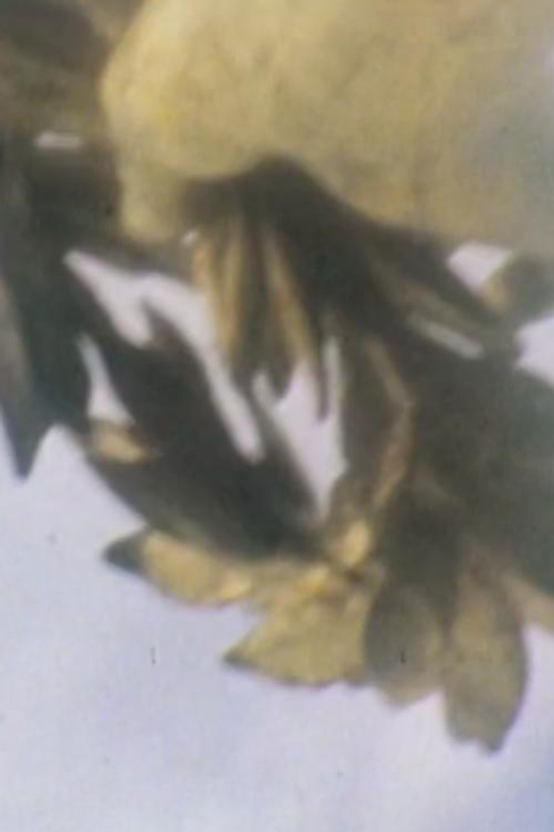 Imatge de A Set of Glances