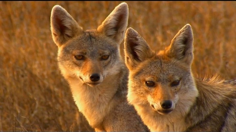 Still image for If I Were an Animal season 1 episode 20: If I Were a Jackal Still image for If I Were an Animal season 1 episode 20: If I Were a Jackal