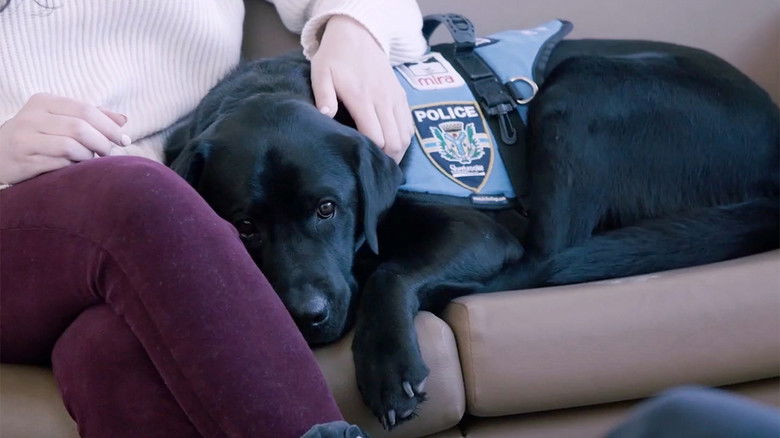 Still image for Ces chiens qui sauvent des vies season 1 episode 1: Episode 1