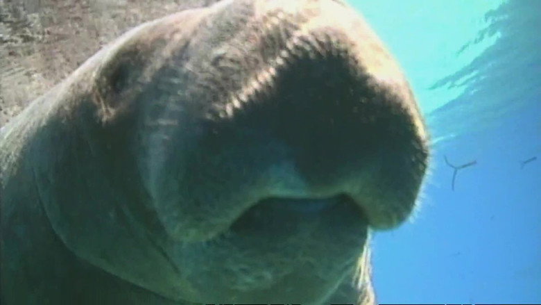 Manatee Rescue