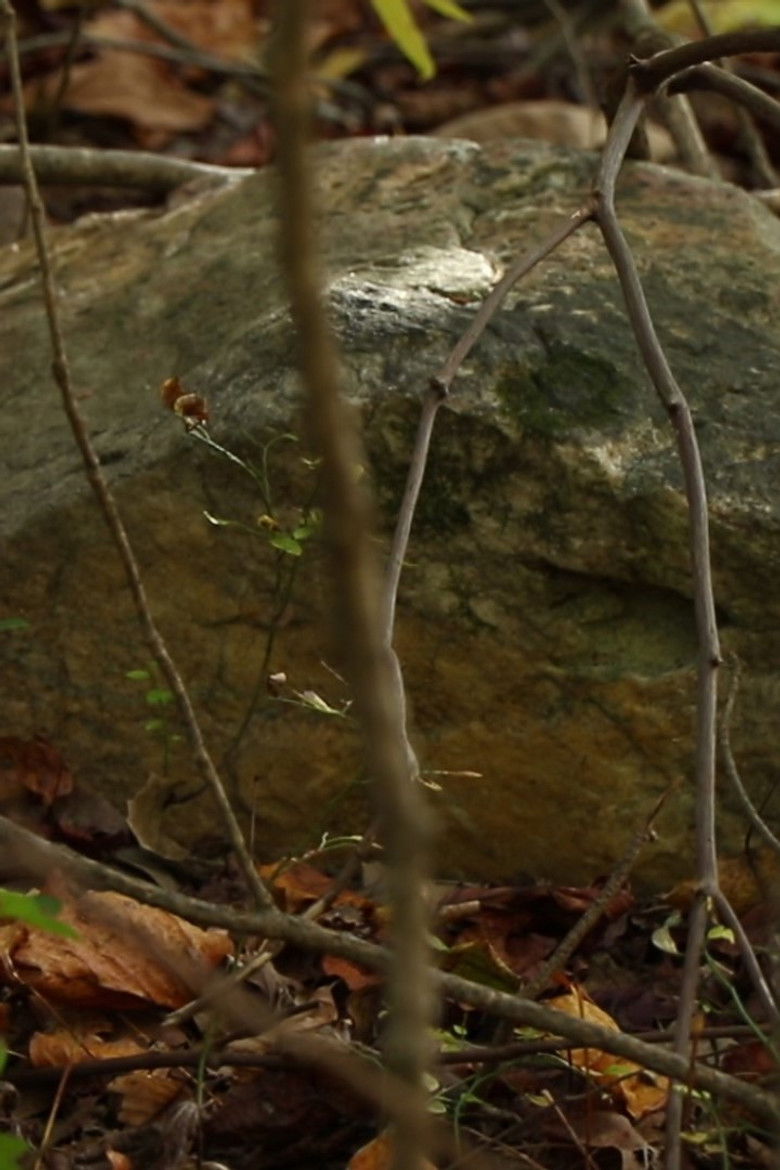 Imatge de Mysteries of Nature