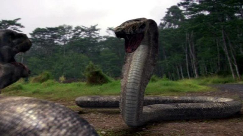 Komodo vs. Cobra (2005)