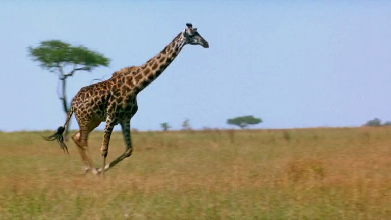 Still image for If I Were an Animal season 1 episode 29: If I Were a Giraffe Still image for If I Were an Animal season 1 episode 29: If I Were a Giraffe