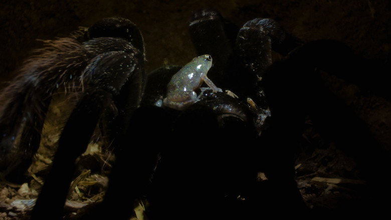Still from The Secret Lives of Animals - Season 1 Episode 7